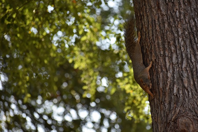 游泳并加强 游泳并加强