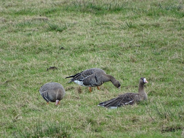 受期待的比 受期待的比